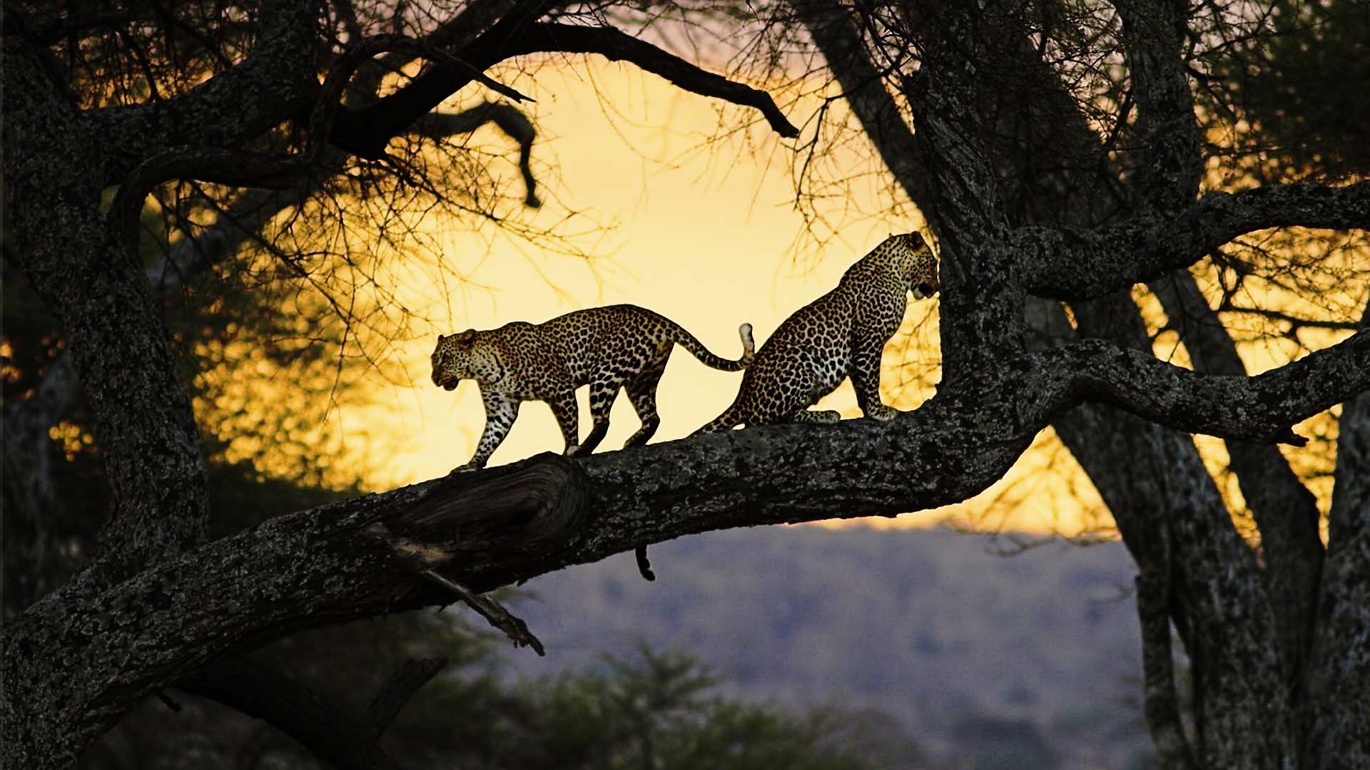 sri lankan leopards on a tree 