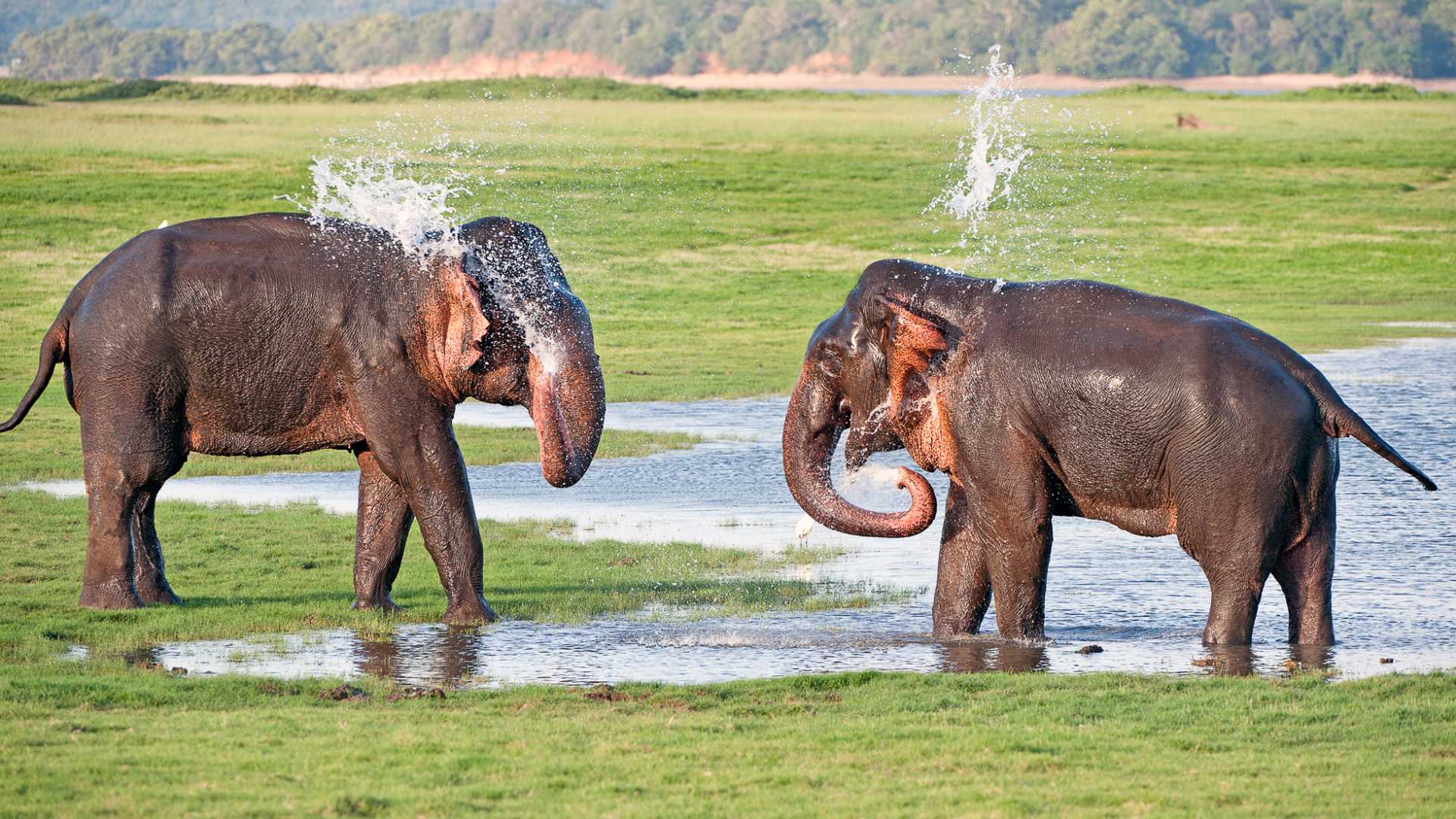 elephant bathing at pinnawala